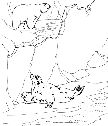 Polar Bear Hunting For Ringed Seals Coloring Page